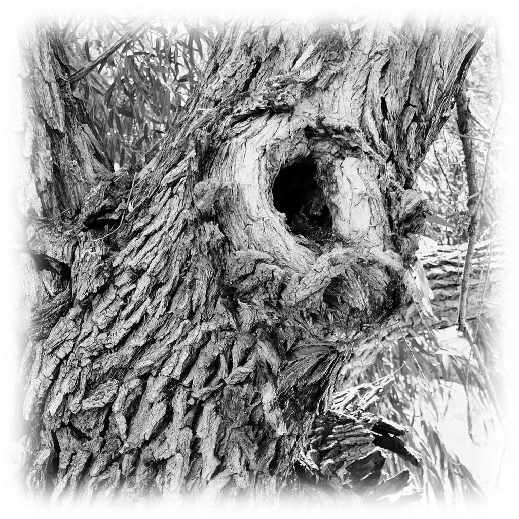 bark-bw-nk.jpg
