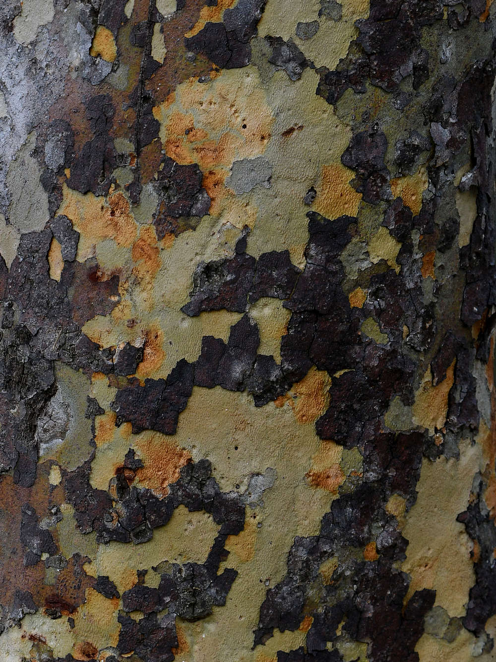 Bark.jpg