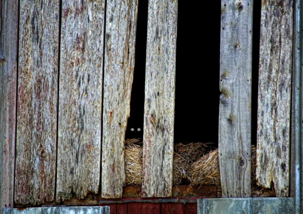 barn cat1200.jpg