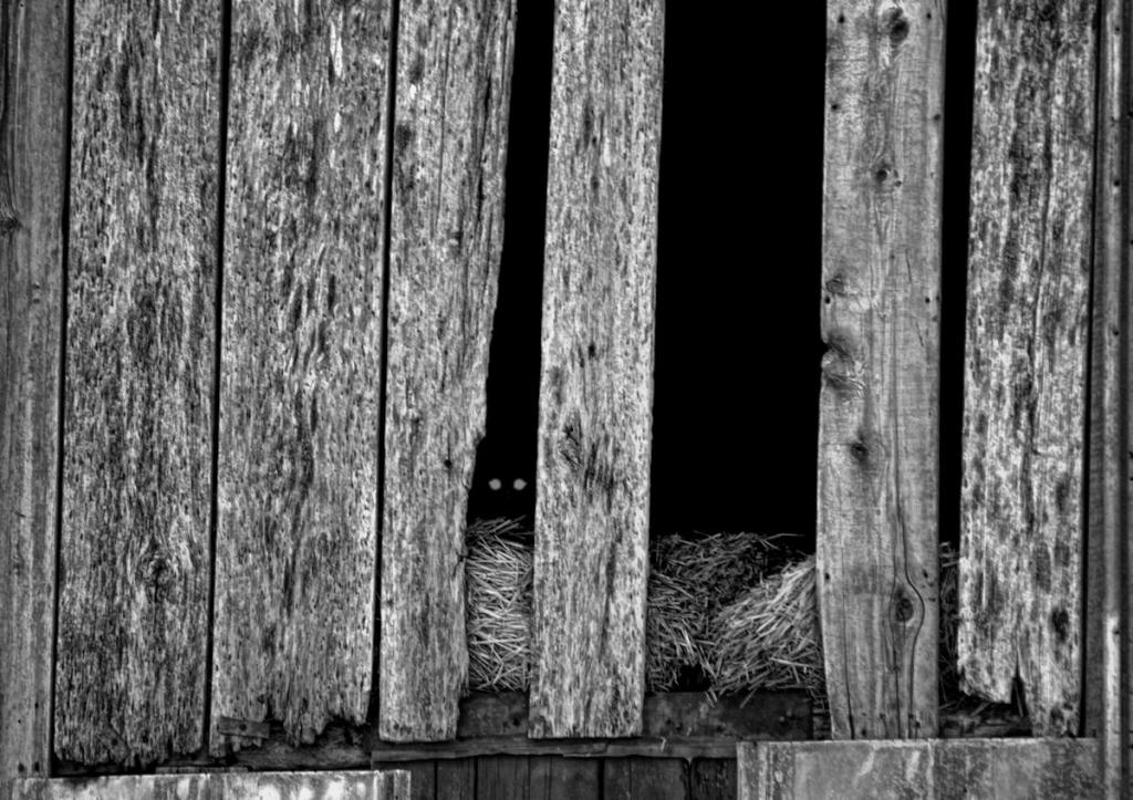 barn cat1200blk n wht.jpg