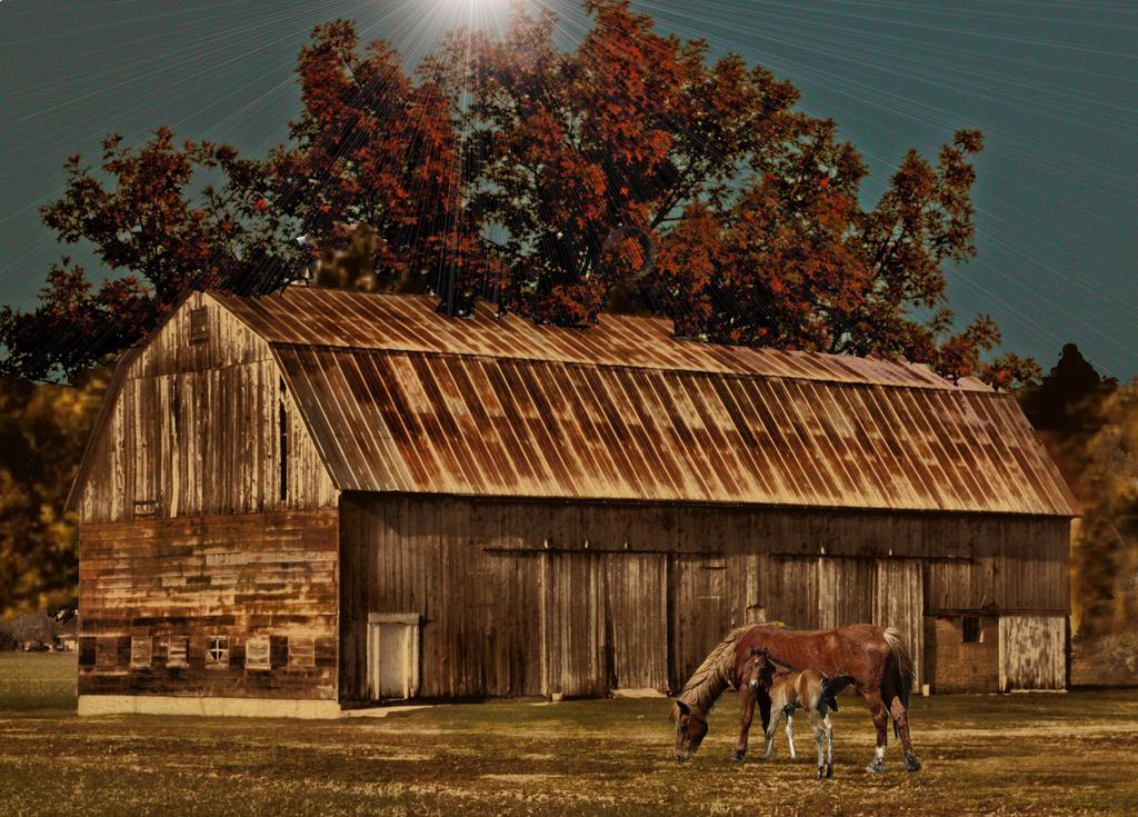 barn horses_pe.jpg