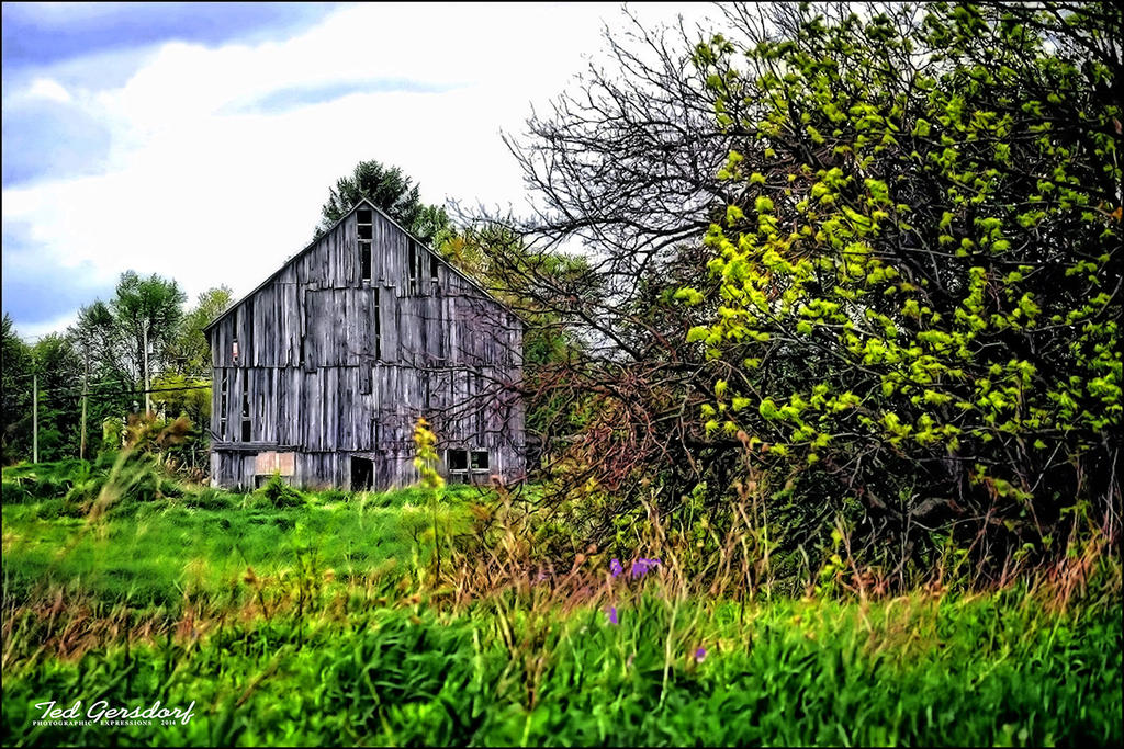 Barn Tree.jpg