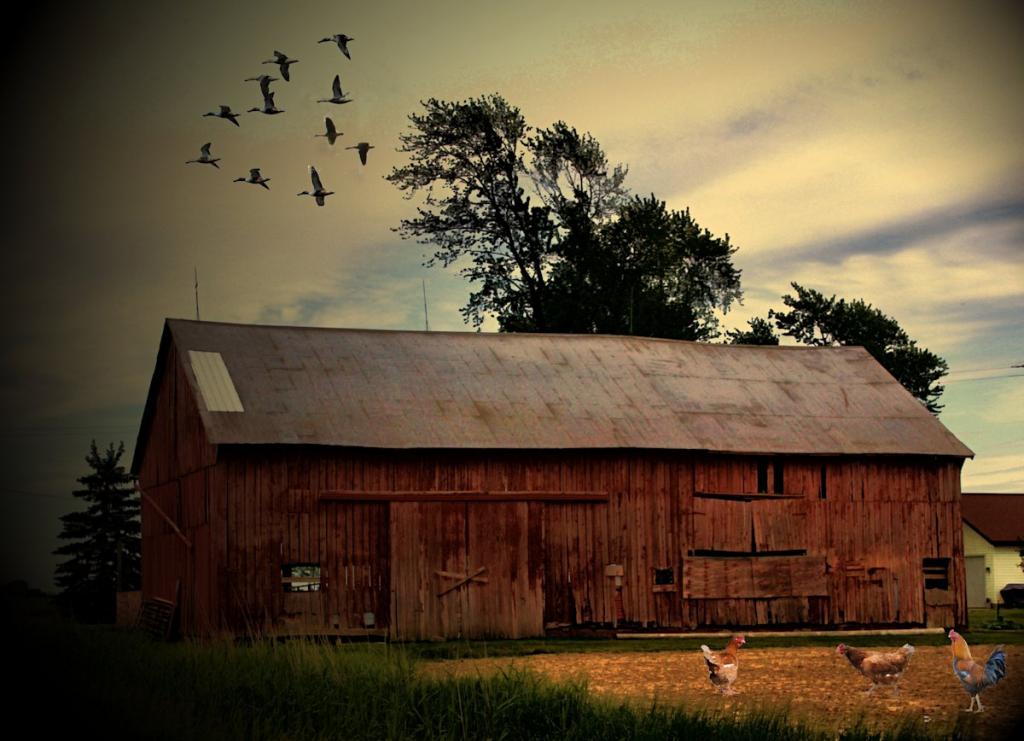 barn yard.jpg
