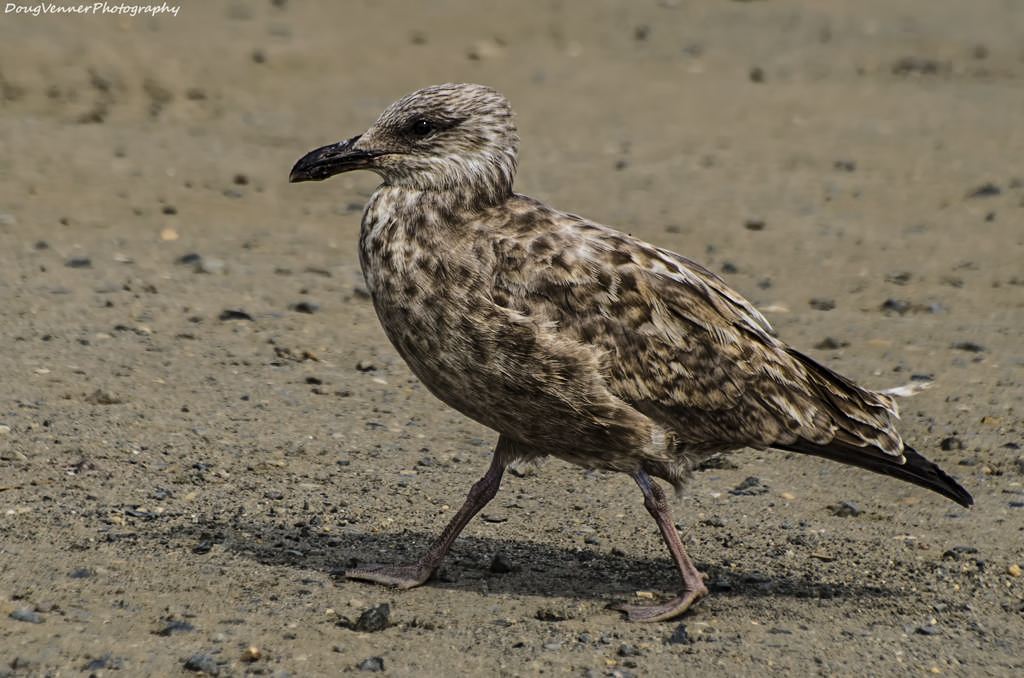 barnegatgull1.jpg