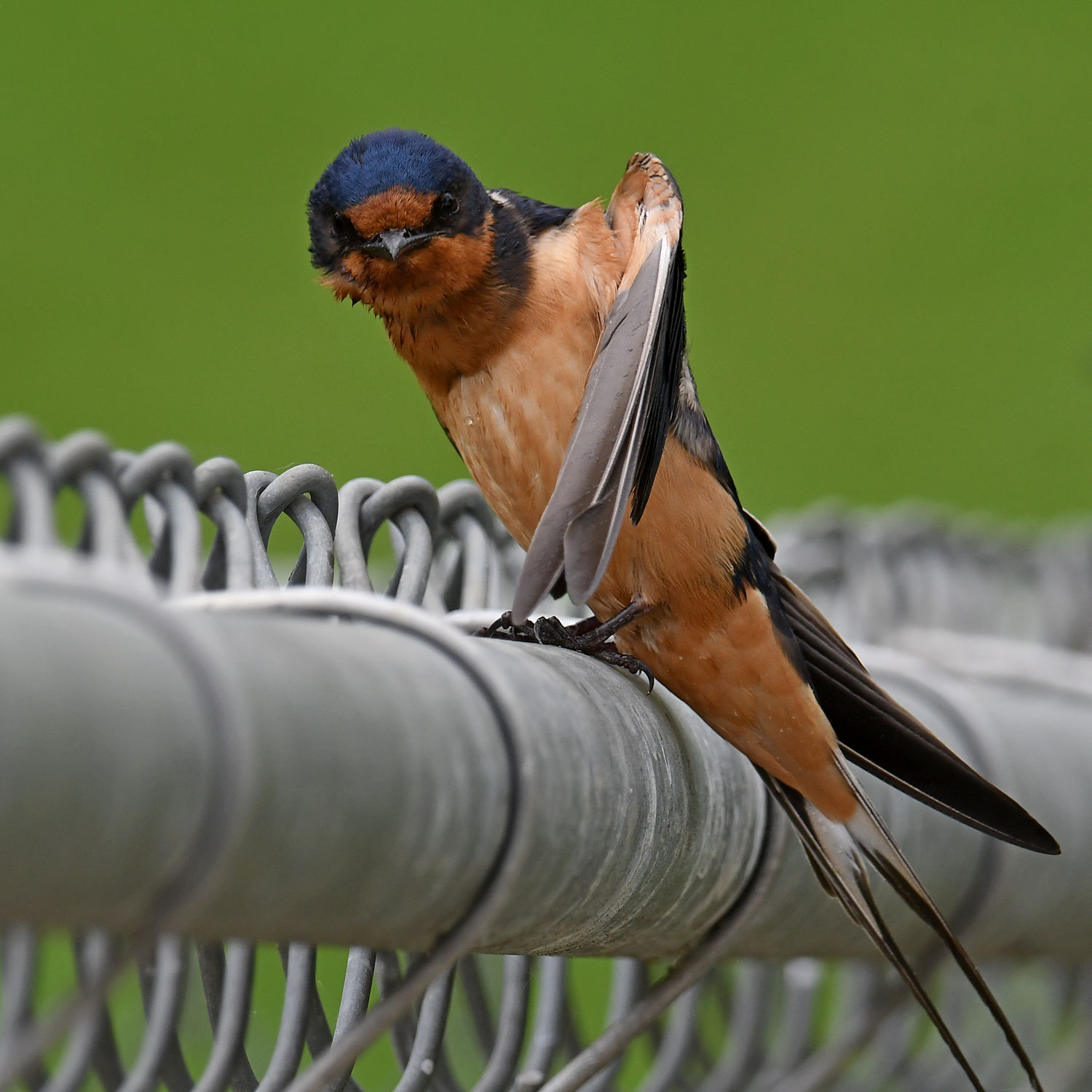 BarnSwallow10.jpg