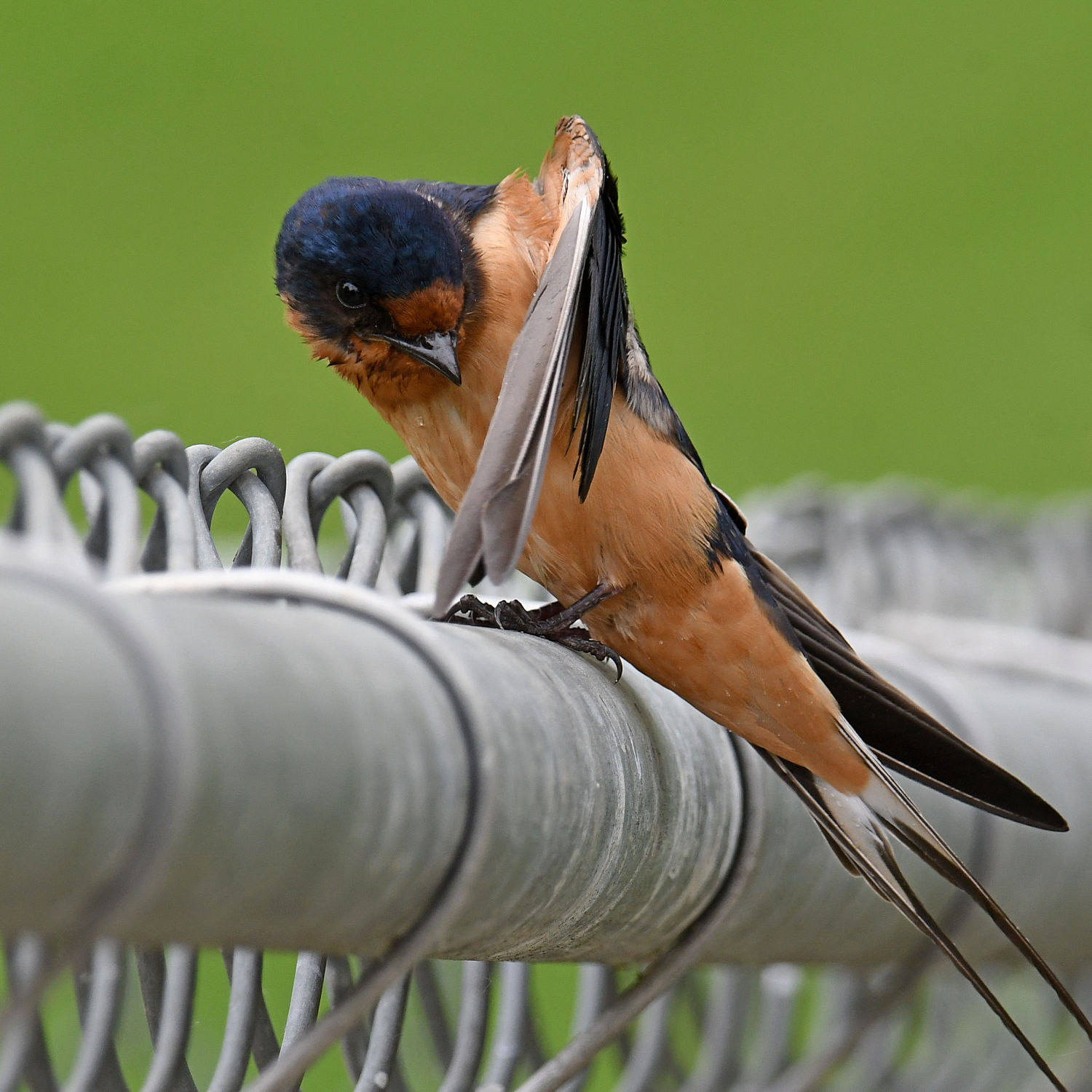 BarnSwallow9.jpg