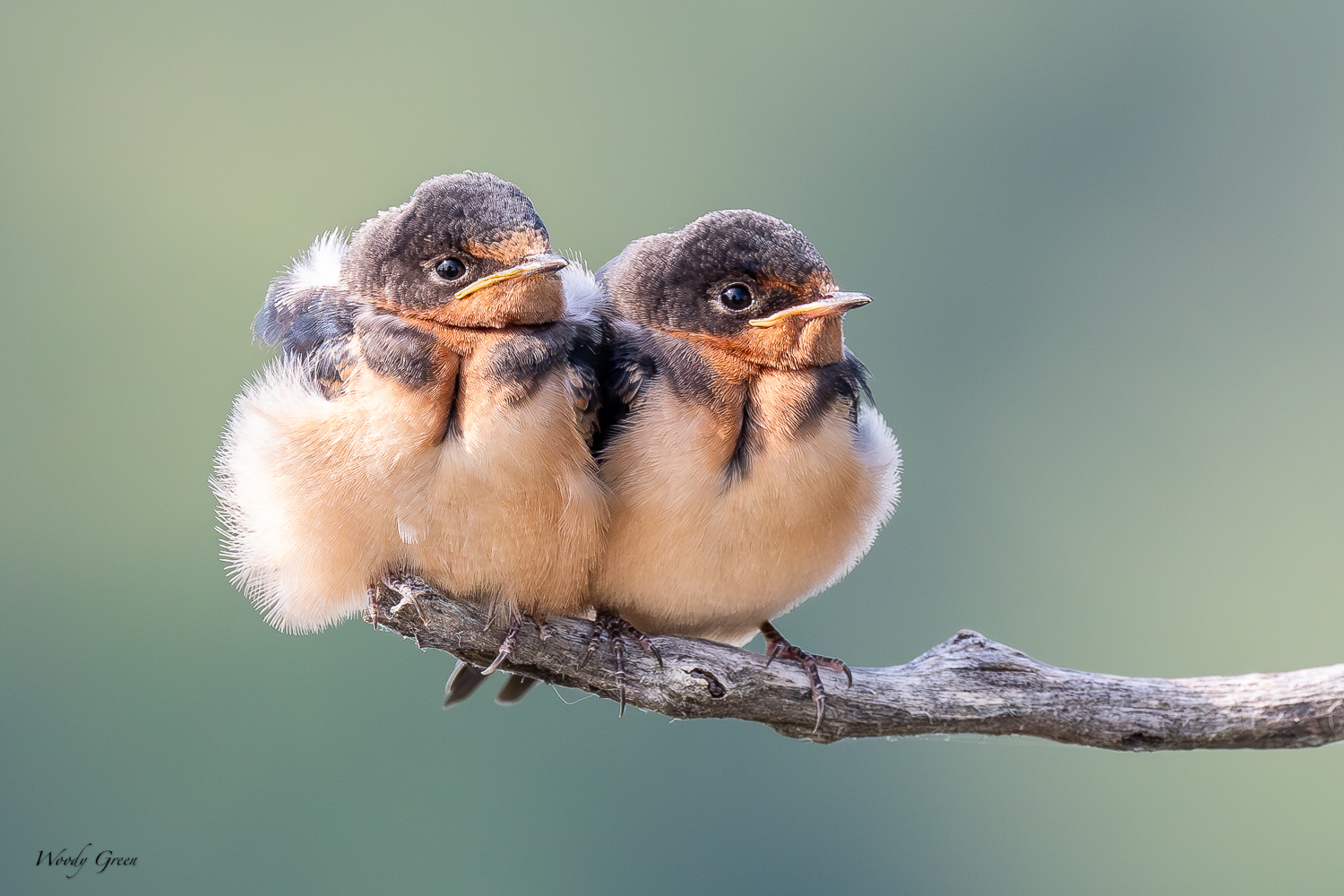 BarnSwallowFledges-242.jpg