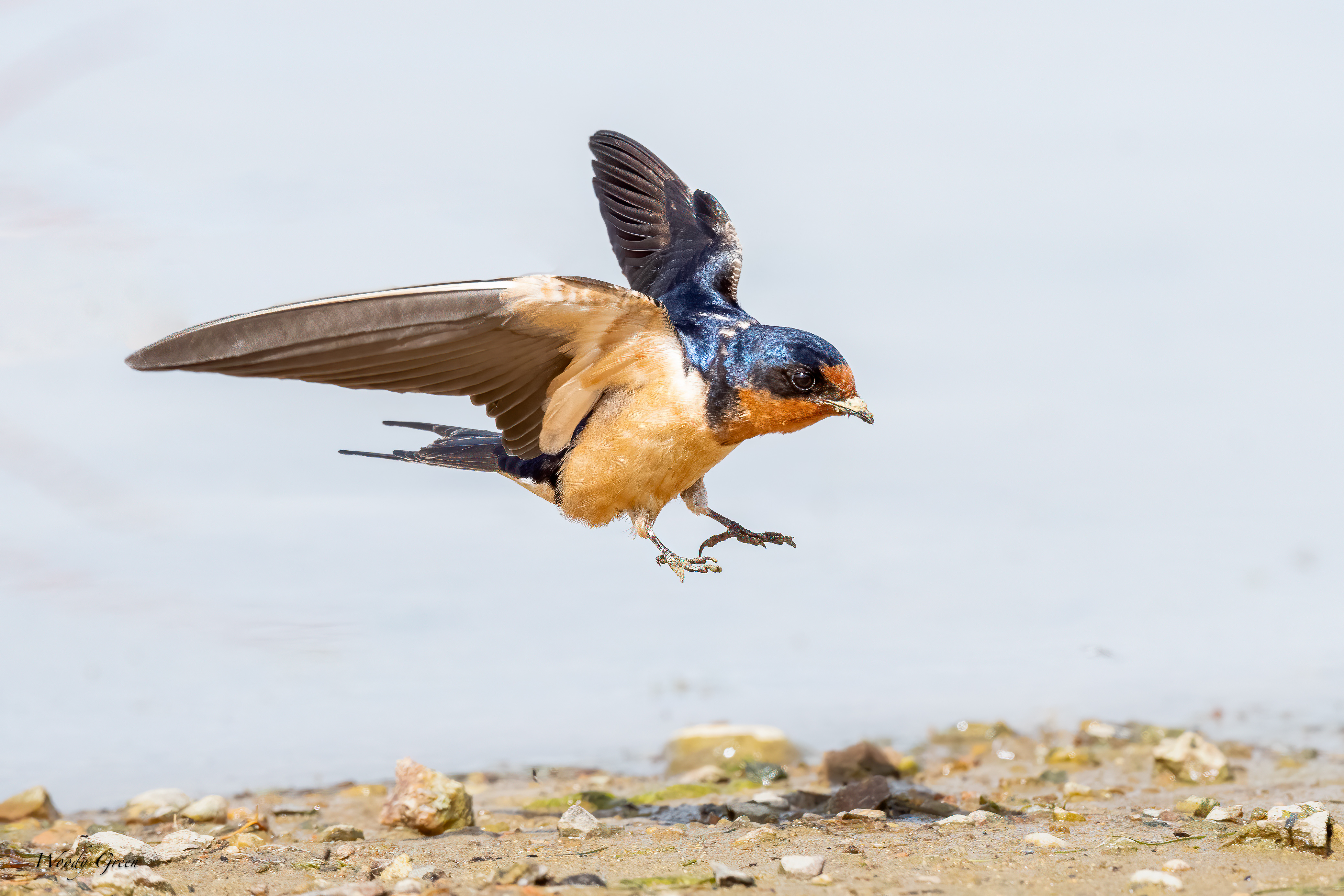 BarnSwallowLanding-652.jpg