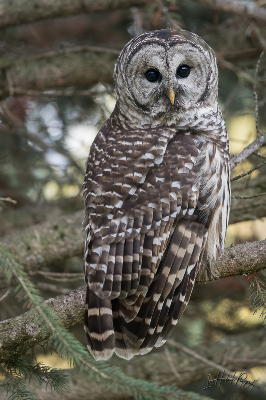 Barred Owl 2-1010-IMG_00001.jpg