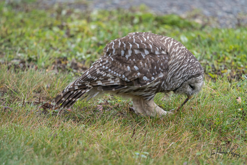 Barred Owl 3-1010-IMG_00001.jpg