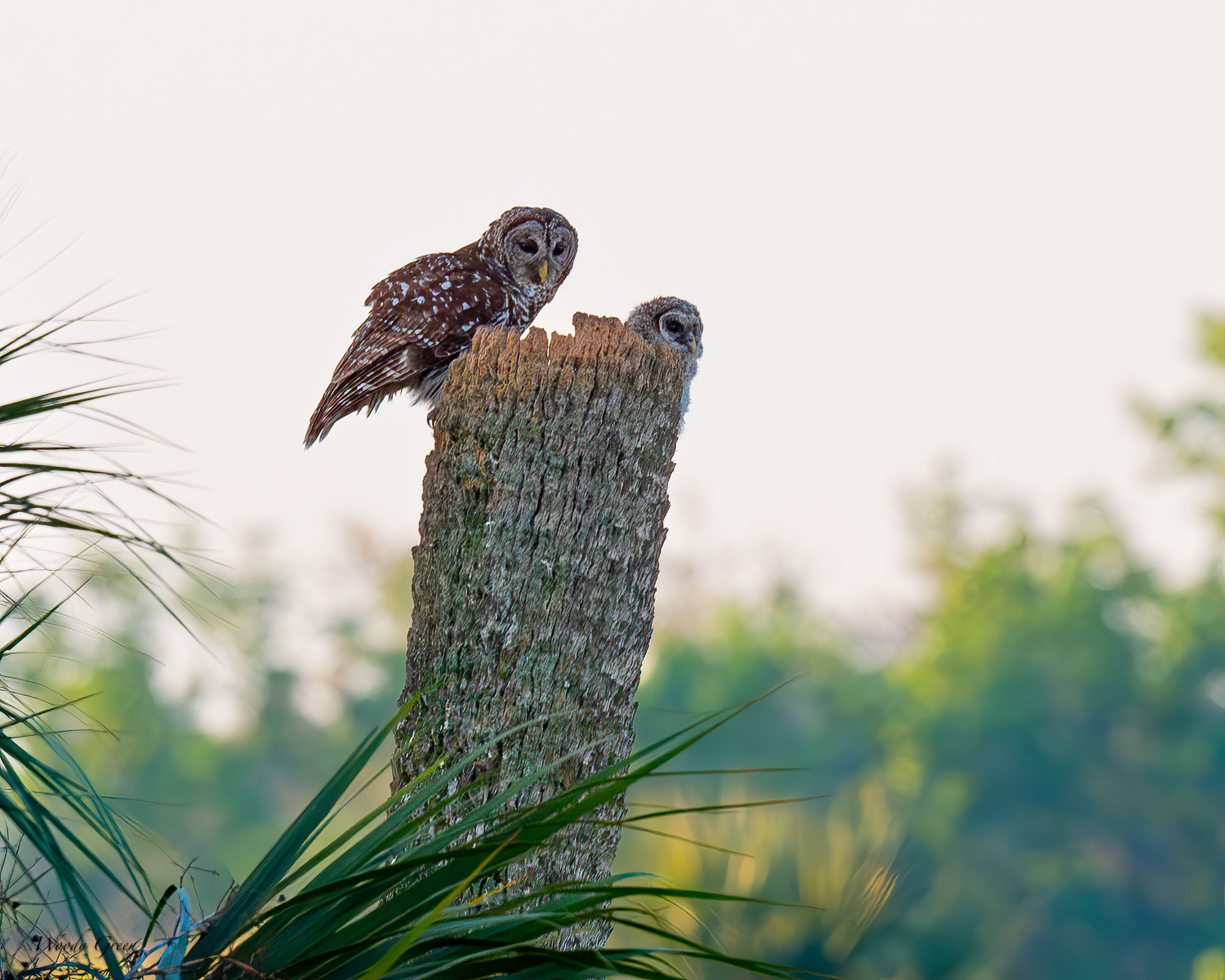 BarredOwlNest-615.jpg