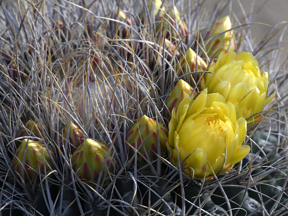 BarrelCactus.jpg