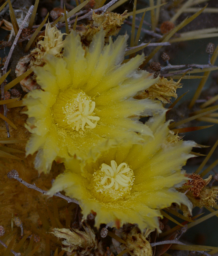 BarrelCactus.jpg