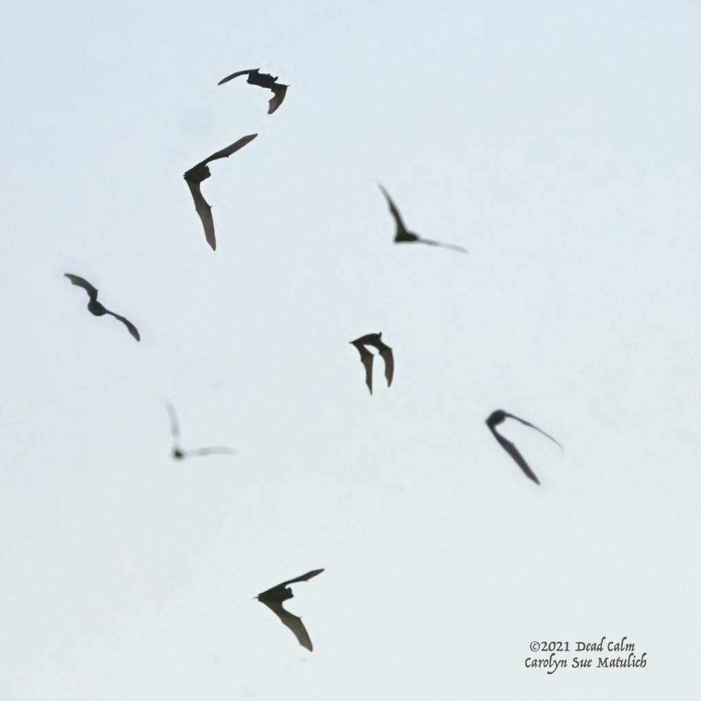 bats composite N FR_5004920.jpg