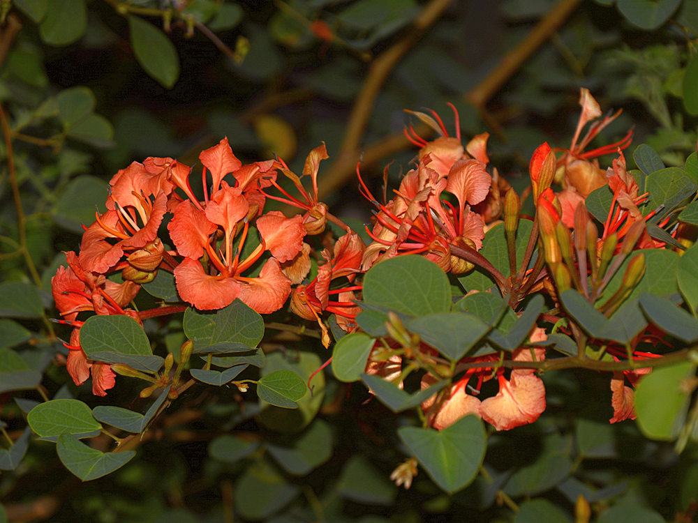 Bauhinia.jpg