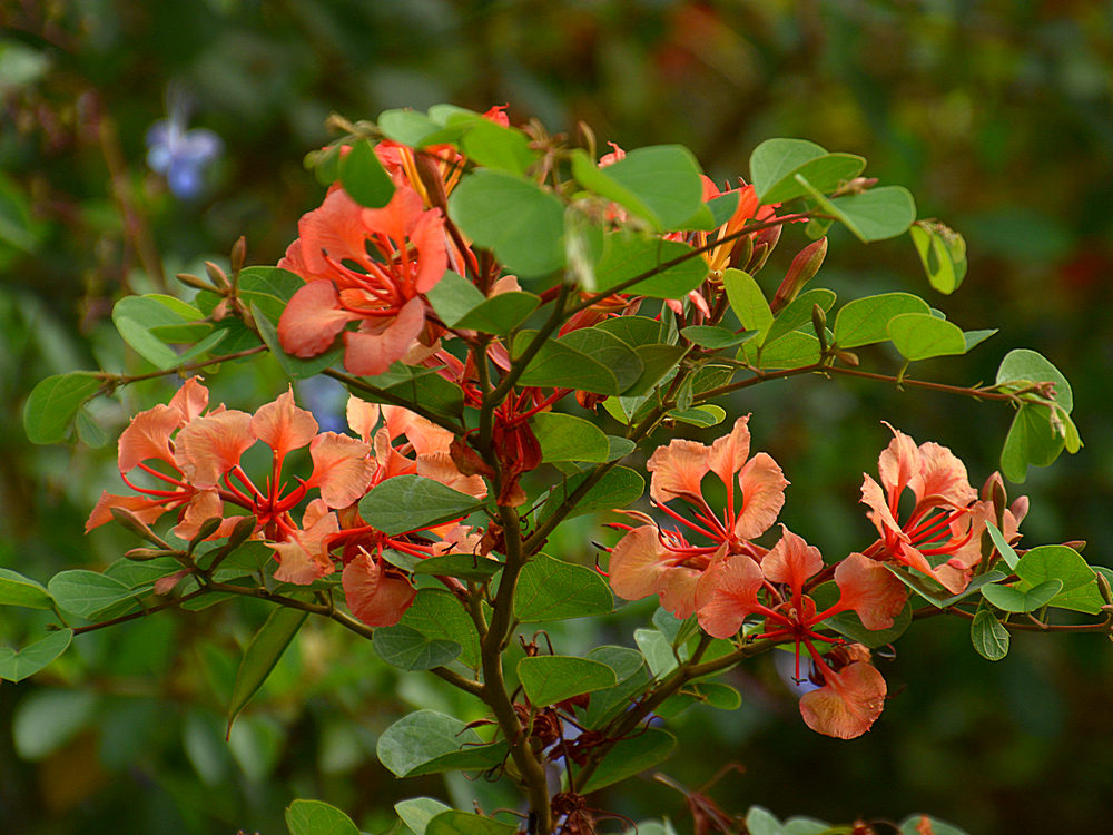 Bauhinia.jpg