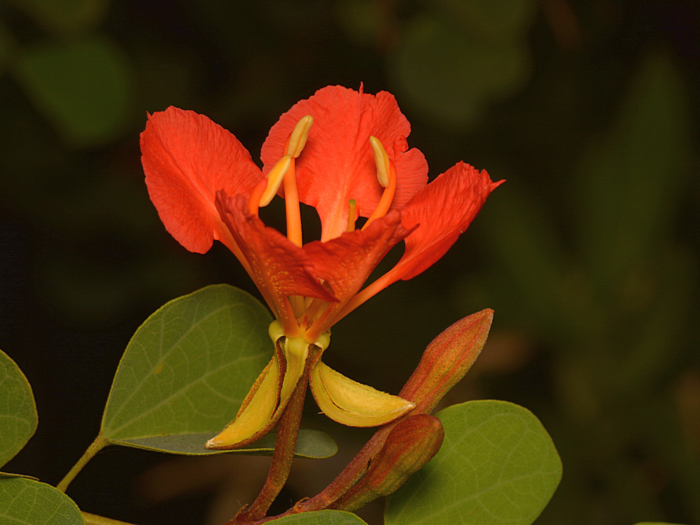 Bauhinia.jpg
