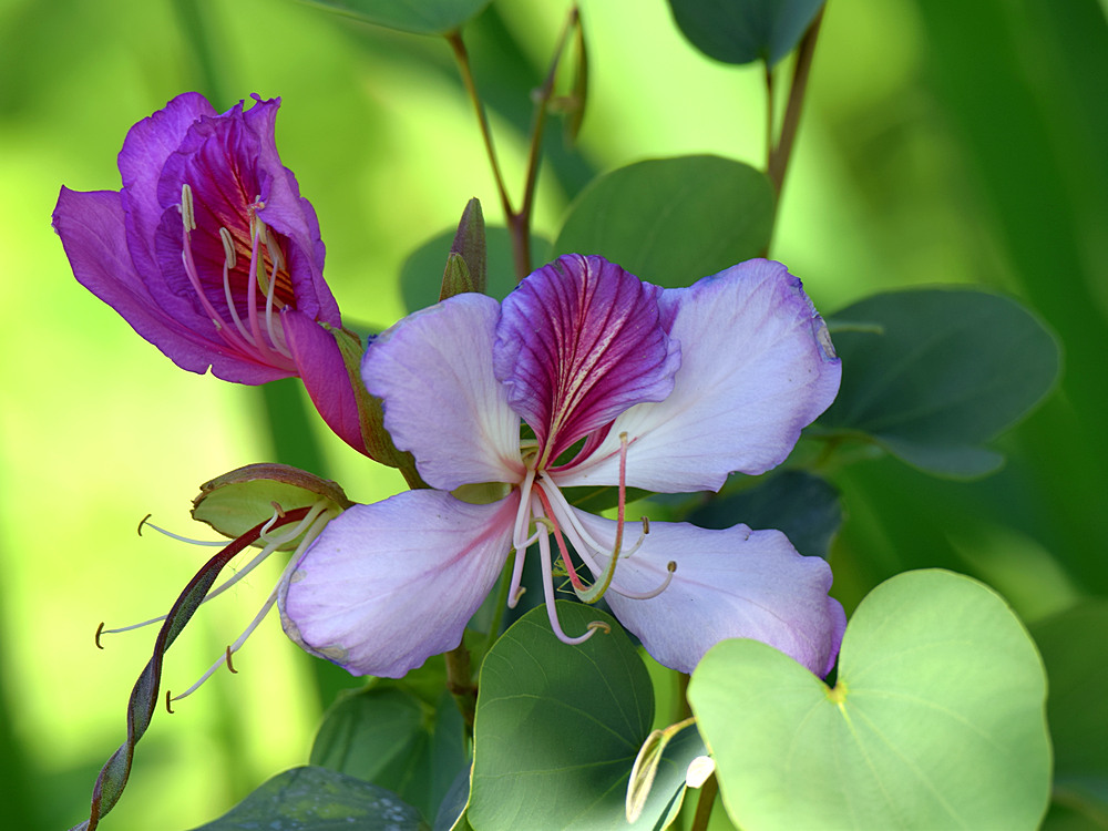 Bauhinia.jpg