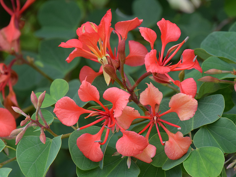 Bauhinia.jpg