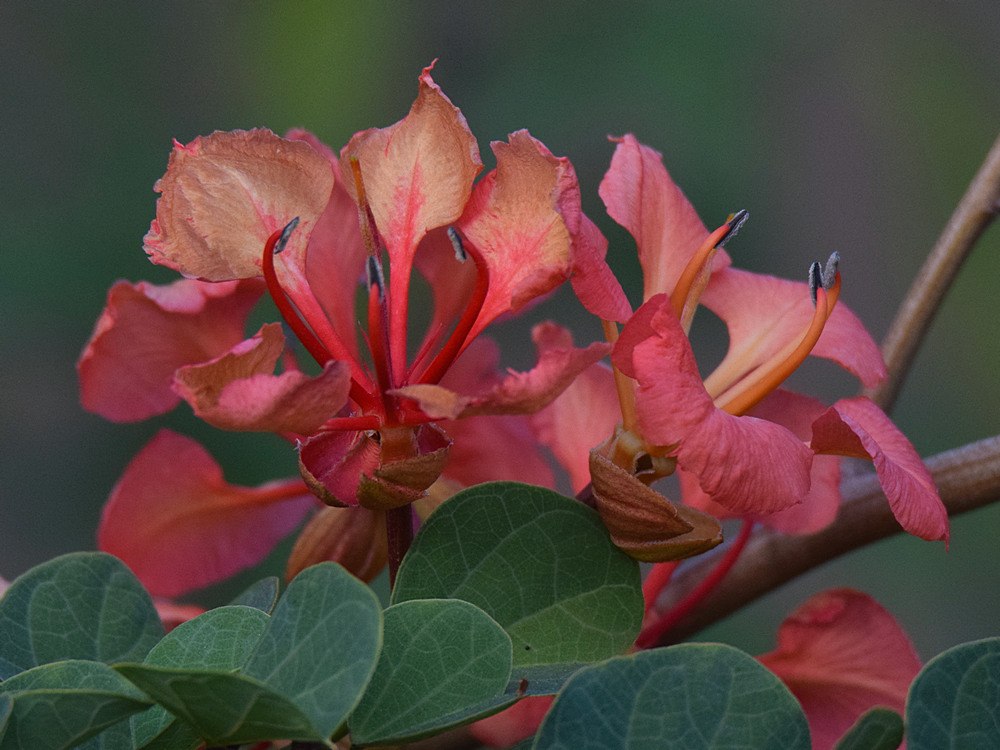 Bauhinia.jpg