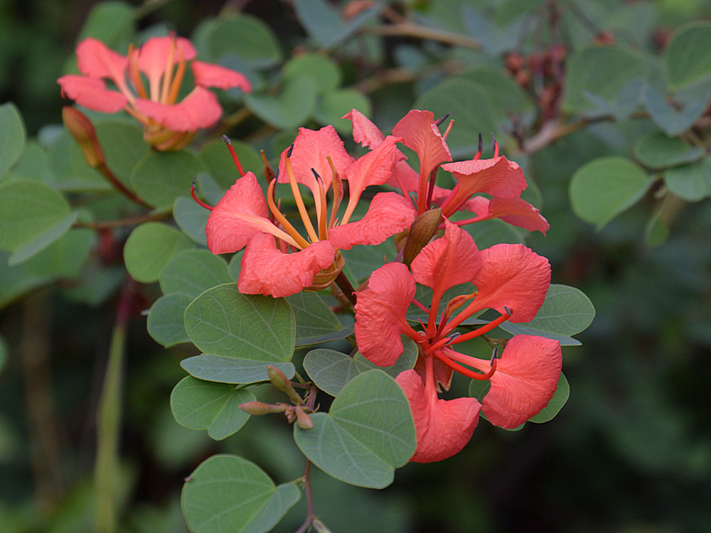 Bauhinia.jpg