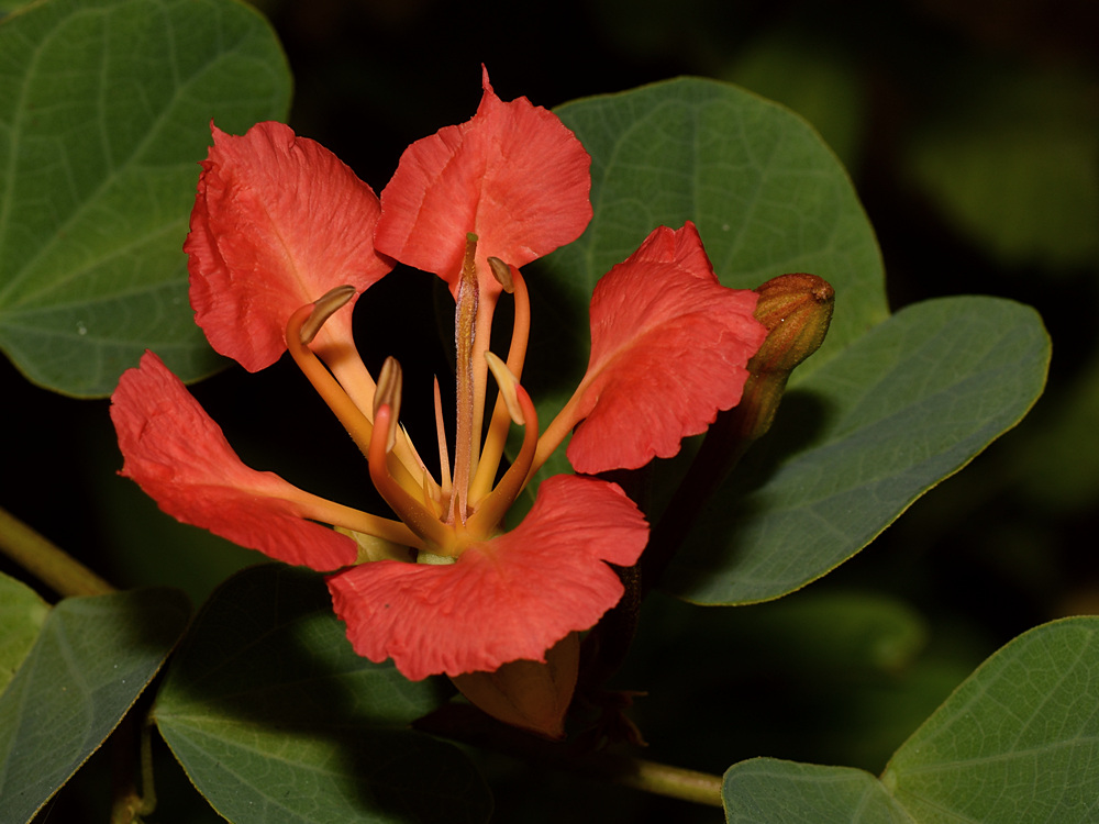 Bauhinia.jpg