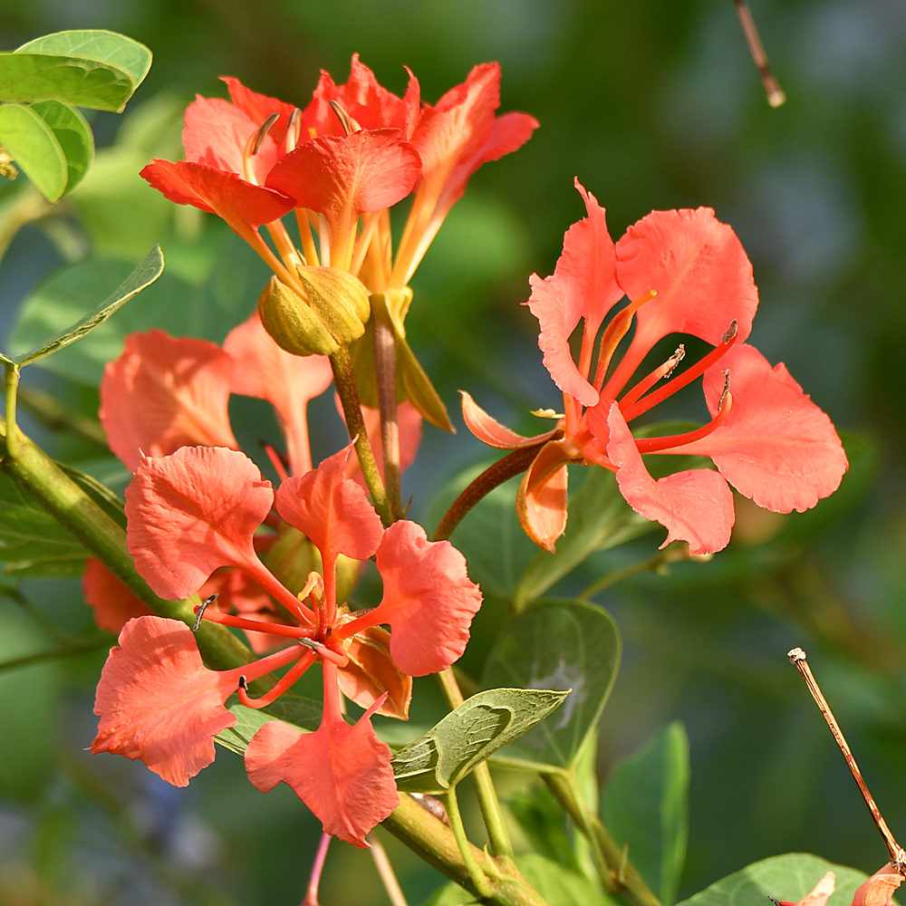 Bauhinia.jpg