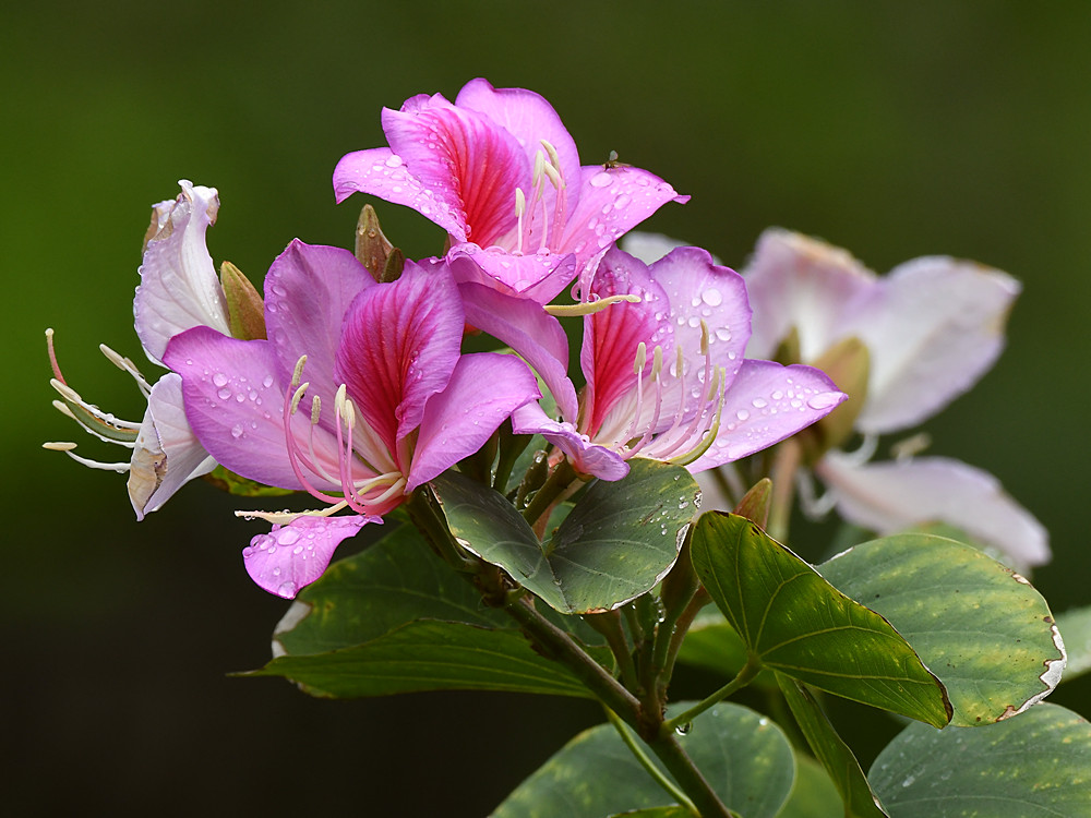 Bauhinia.jpg