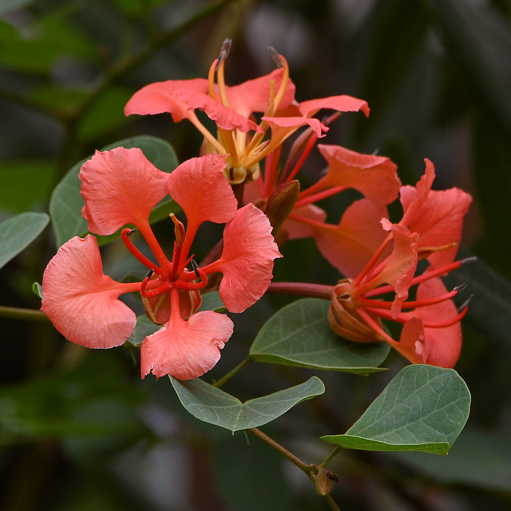 Bauhinia.jpg