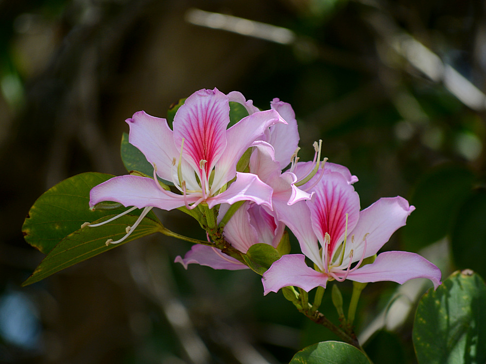 Bauhinia.jpg