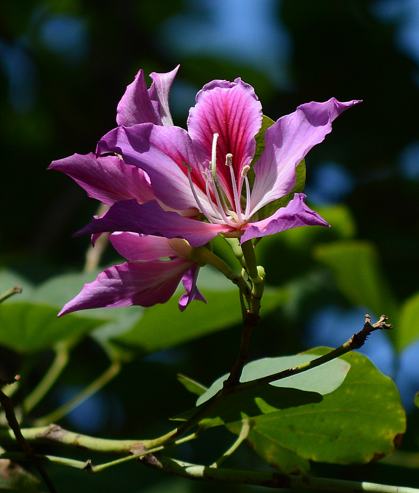Bauhinia.jpg