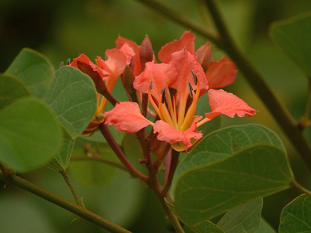 Bauhinia.jpg