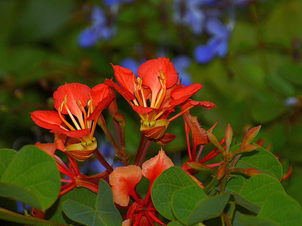Bauhinia.jpg