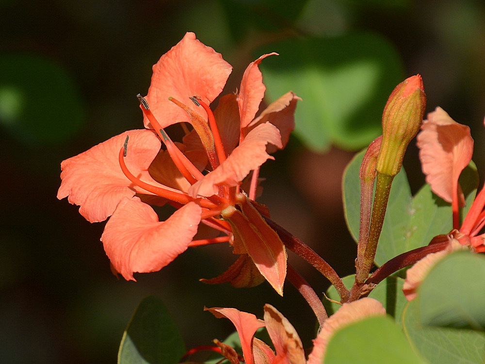 Bauhinia.jpg