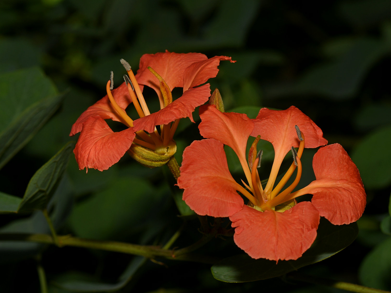 Bauhinia5.jpg