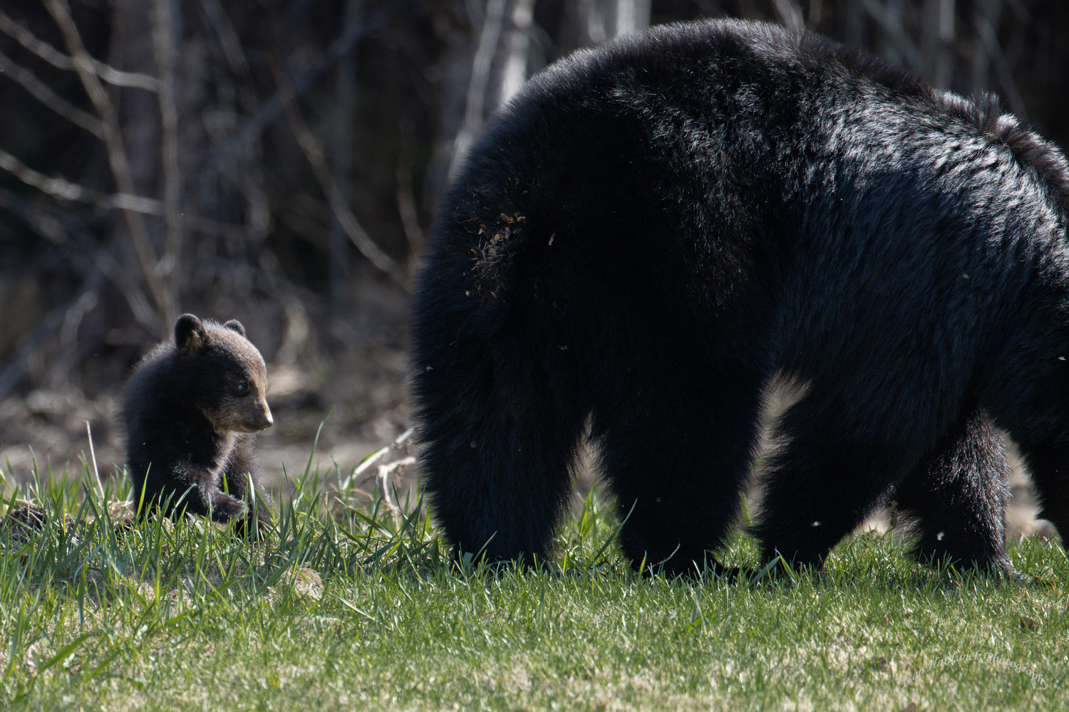 BB and Cub.jpg