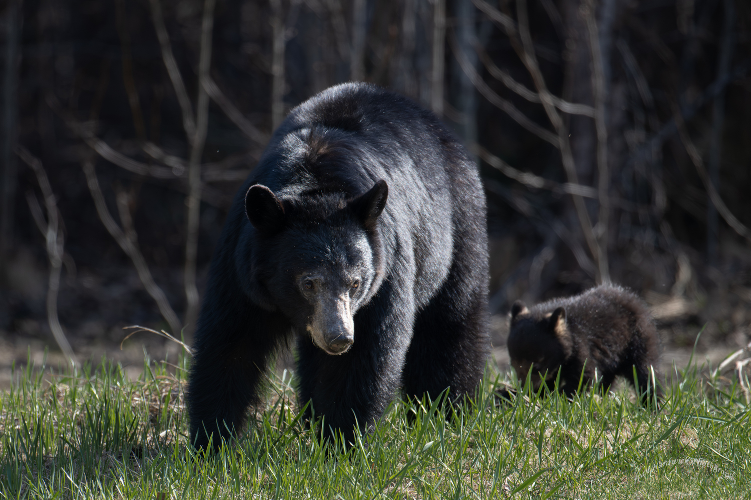 BB nd Cub 2.jpg