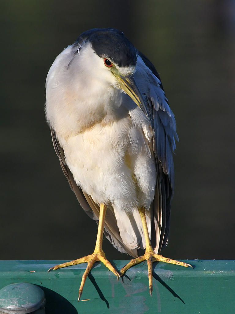 BCNH.jpg