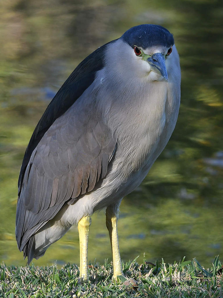BCNH4.jpg