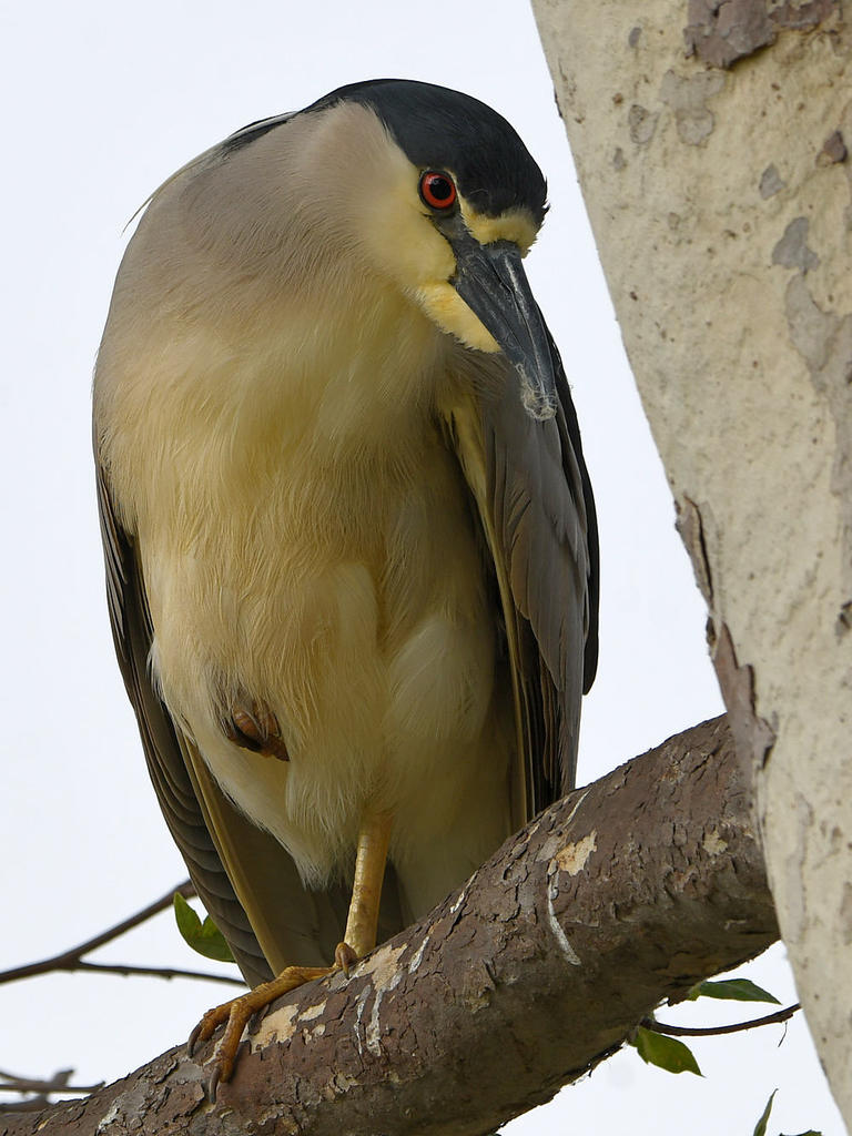 BCNH5.jpg