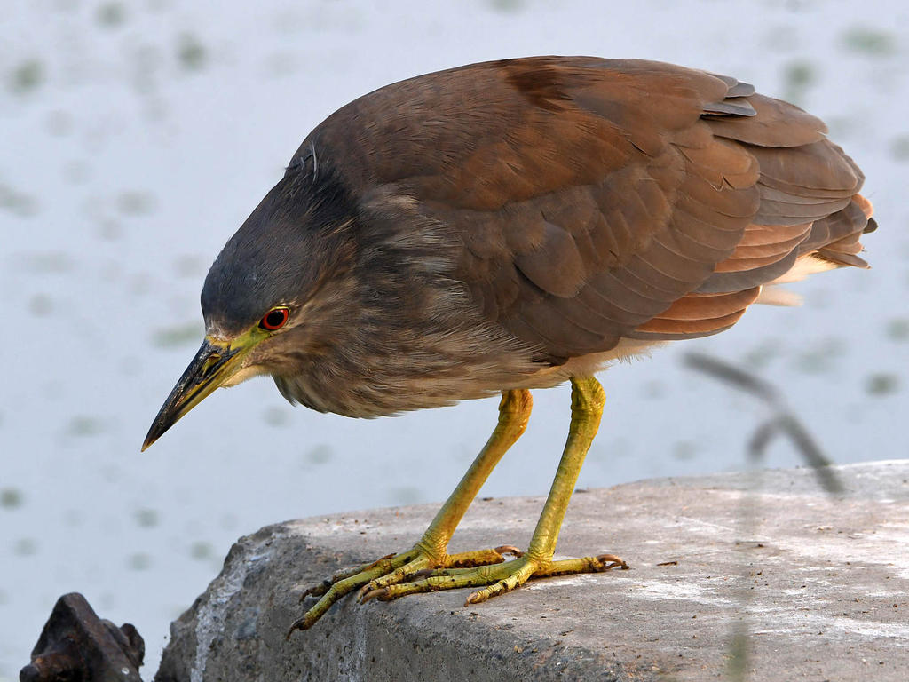 BCNH5.jpg