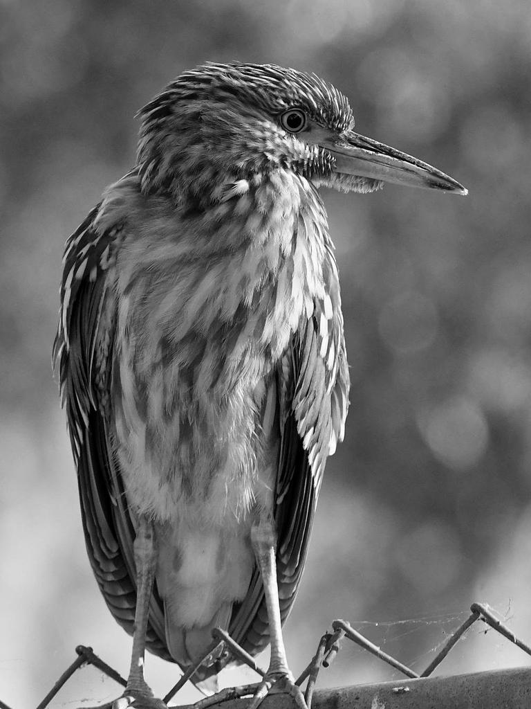 BCNHBW_2022_09_06.jpg