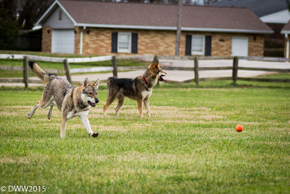 be the ball (1 of 1).jpg
