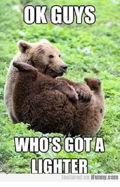 bear.jpg