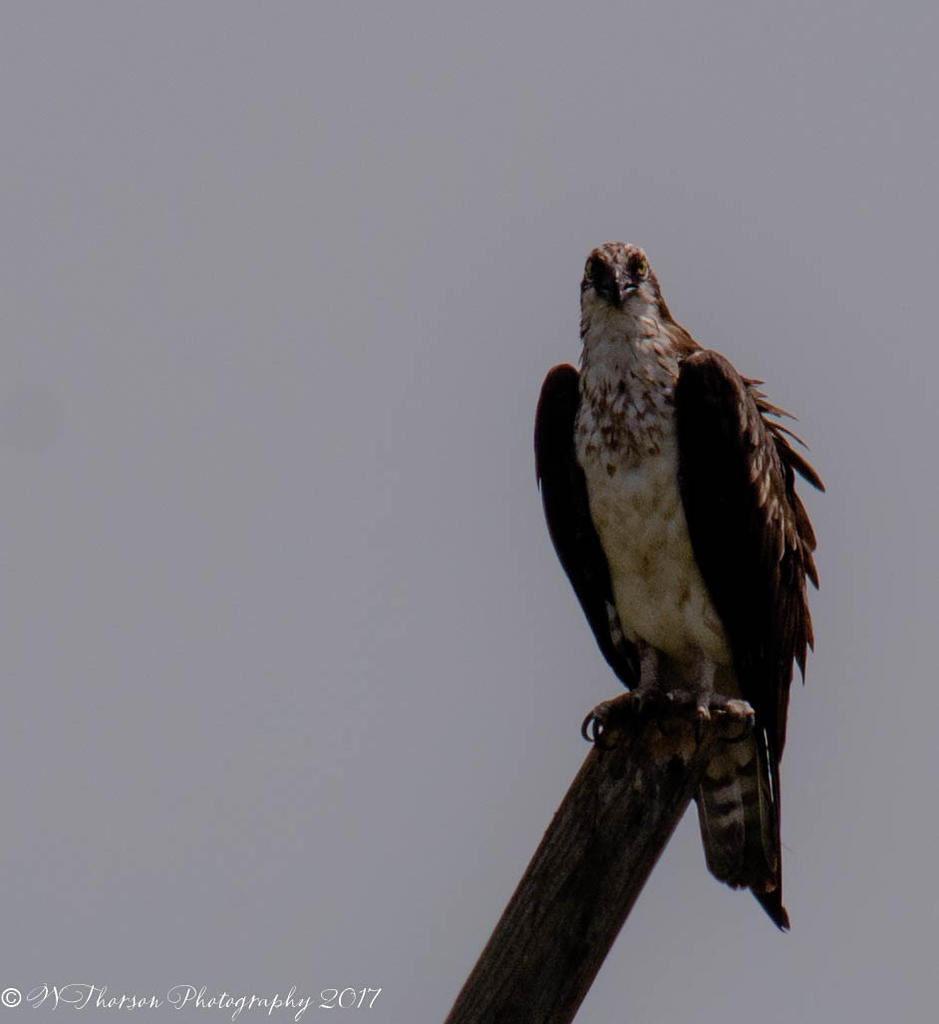 Bear Lake Bird Refuge  Ospray 7-6-2017.jpg
