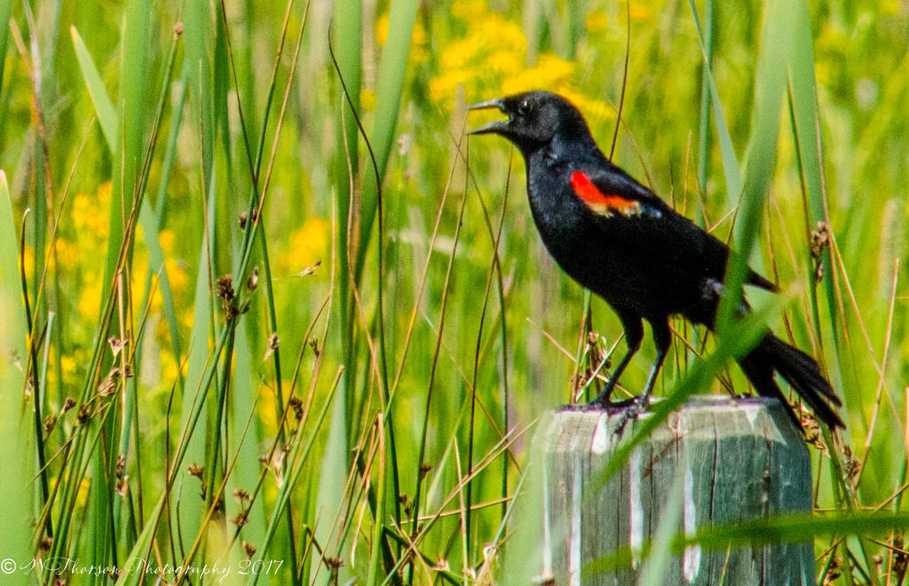Bear Lake Bird Refuge  Red Winged Blackbird 7-6-2017.jpg