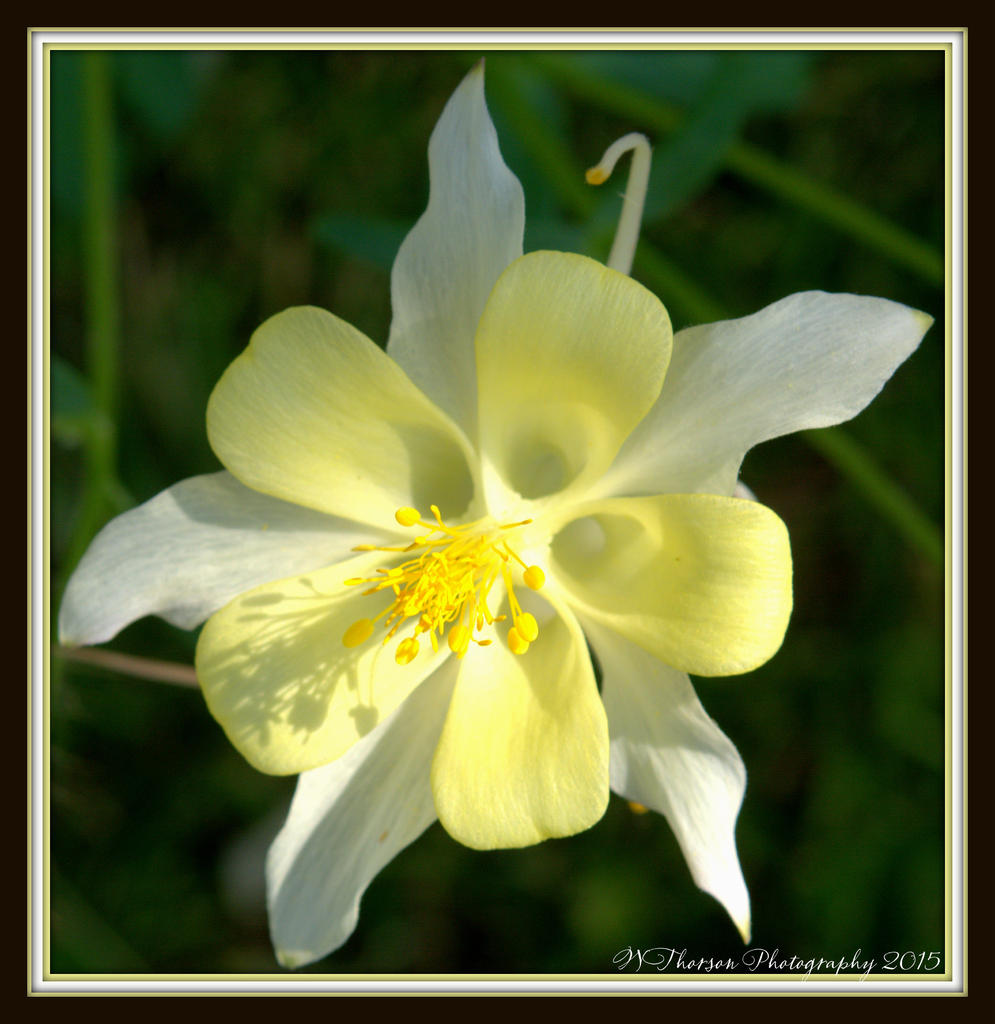 Bear Lake Yellow Flower.jpg