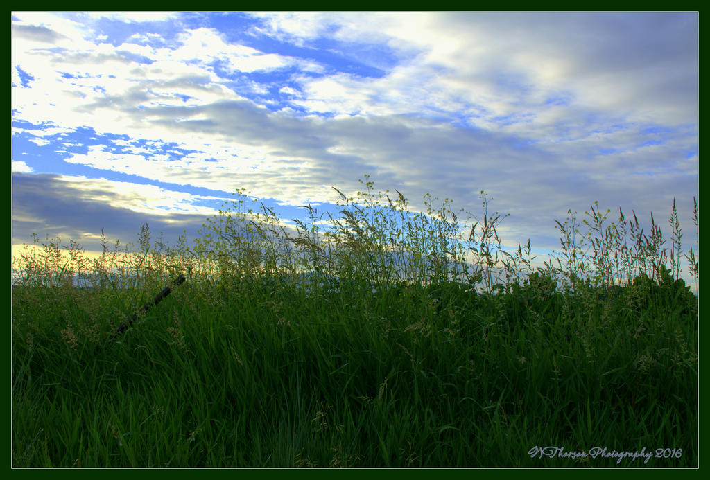 Bear River Field #2 6-11-2016.jpg