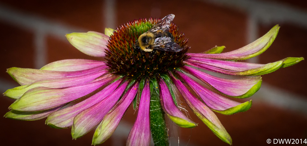 Beautiful Bee (1 of 1).jpg