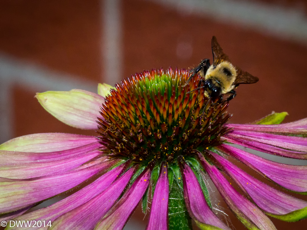 beautiful Bee 2 (1 of 1).jpg